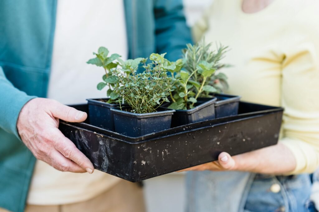 Indoor Herb Garden Kits 