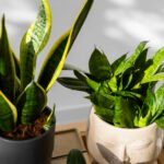 indoor plants